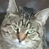 plopcat